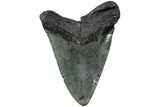 Fossil Megalodon Tooth - South Carolina #231774-2